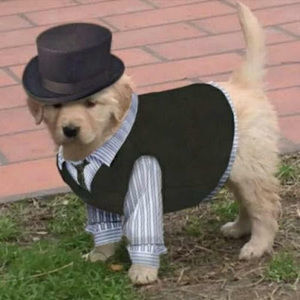 Meet your Posher, Martin